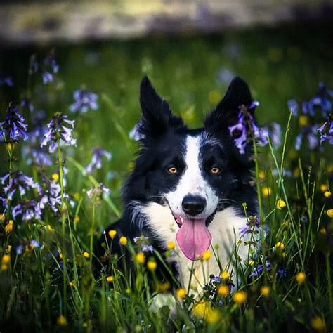 Border Collie In A Field Of Flowers Border Collie Dog Pet Dogs Collie