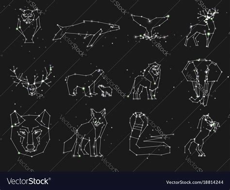 Collection Of Animals Constellation On Dark Sky Vector Image