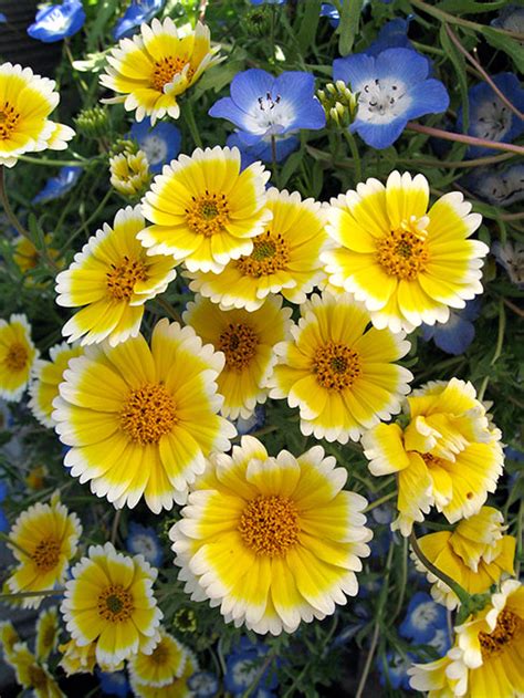 You'll only find this bloom in the goldenrod became the official state flower of nebraska in 1895. Layia platyglossa "Tidy Tips" - Buy Online at Annie's Annuals