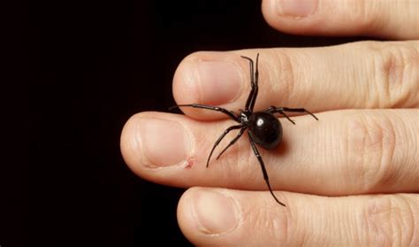 Six Things You Believe About Spiders That Are Totally False