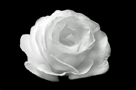 Browse our white rose background images, graphics, and designs from +79.322 free vectors graphics. Rose blanche sur le fond noir Photo stock libre - Public ...