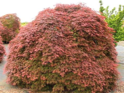 Maybe you would like to learn more about one of these? Common Name: Acer palmatum dissectum 'Orangeola ...