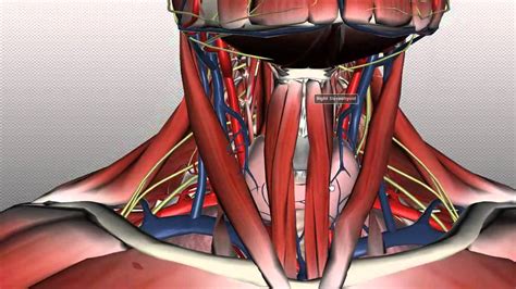 It consists of seven vertebrae. Neck Anatomy - Organisation of the Neck - Part 1 - YouTube