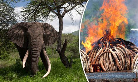 Elephants Are On The Brink Of Extinction Wildlife Experts Warn About Calamity Nature News