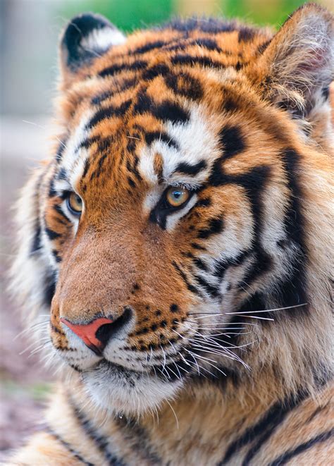 Nice Portrait Of A Siberian Tiger That Day The Siberian Ti Flickr