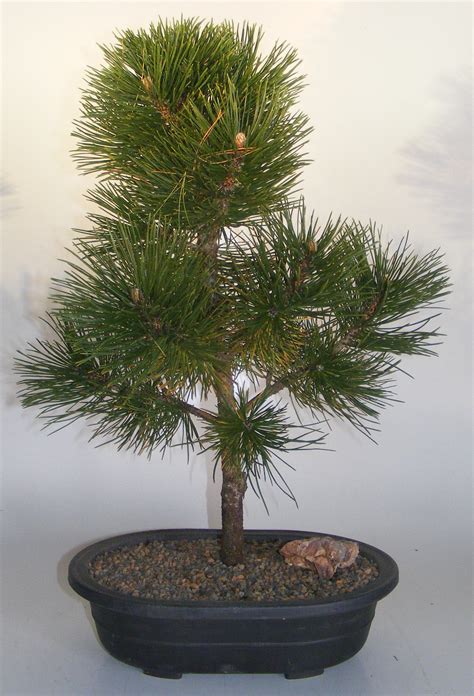 Japanese Black Pine Bonsai Tree Pinus Thunbergii Thunderhead