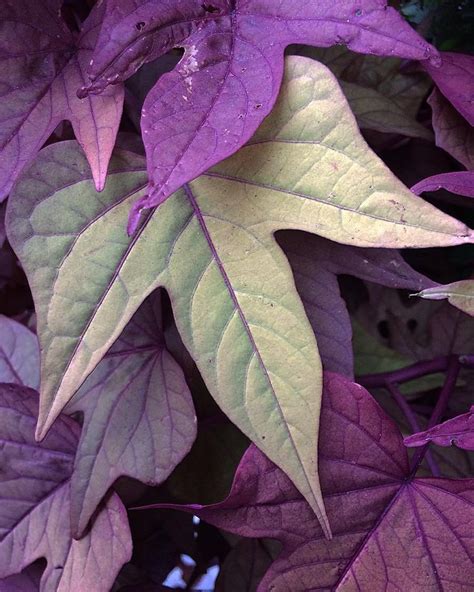 Ipomoea Batatas Sweet Caroline Purple ~ Ornamental Sweet Potato Vine