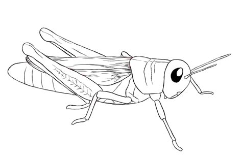 Line Drawing Of A Grasshopper At Explore