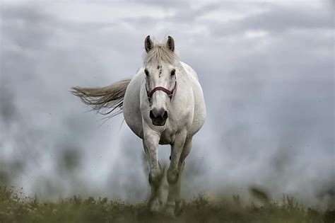 White Horse Horse Nature Animal Mare Riding Nature Wallpaper Pikist