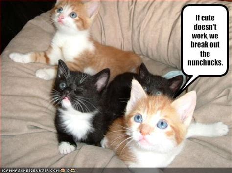 Funny Cute Kittens In Photos Funny And Cute Animals