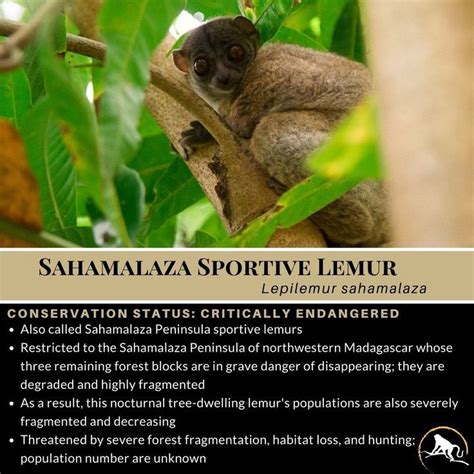 Sahamalaza Sportive Lemur Ape Monkey Mandrill Primates Northwestern