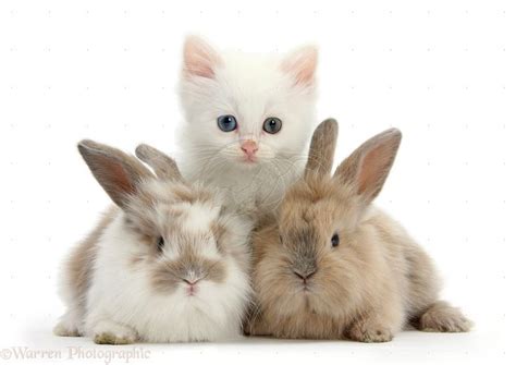 We are good old friends. white baby bunnies - Google Search | Cute puppies and ...