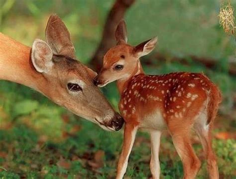 Doe And Fawn Crossing The Road Usa Trees Deer Nature Hd Wallpaper
