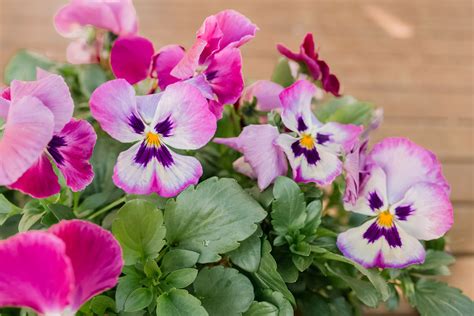 How To Grow And Care For Pansies Trendradars Latest