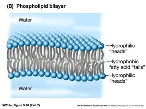Phospholipid Bilayer Lipid Bilayer Structures And Functions