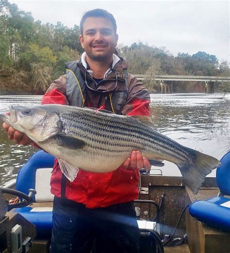 Striped Bass Fishing Opportunities In Florida Coastal Angler And The