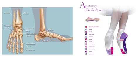 Why Fitting A Pointe Shoe Is So Important Dancique