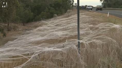 Australia In Spider Apocalypse As Huge Webs Spotted On Roadside