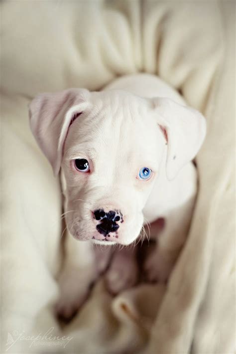Just boxer puppies 2021 wall calendar (dog breed calendar) (calendar). 170 best Boxer Puppies images on Pinterest | Animals ...