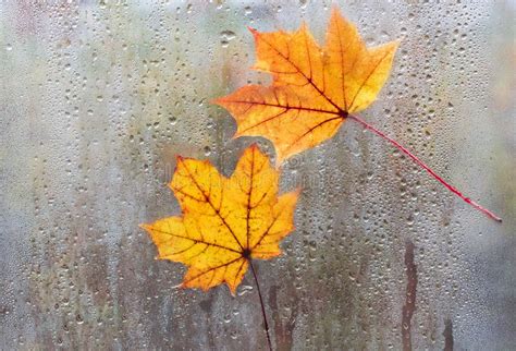 Autumn Leaves For Rainy Glass Concept Of Fall Season Orange Maple