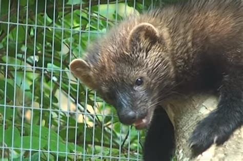 A subreddit dedicated to the android game the fishercat. Fisher Cat Pet - Best Cat Wallpaper