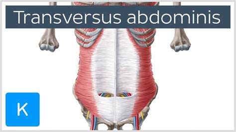 Transversus Abdominis Muscle Function And Anatomy Human Anatomy