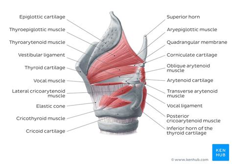 Larynx Anatomy Cartilages Ligaments And Muscles Kenhub Porn Sex Picture