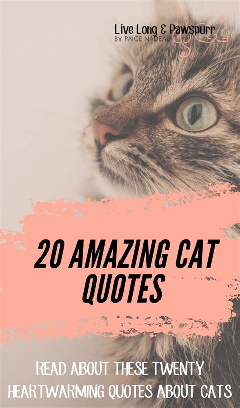 20 Cat Quotes That Will Melt Your Heart Cat Quotes Inspirational Cat