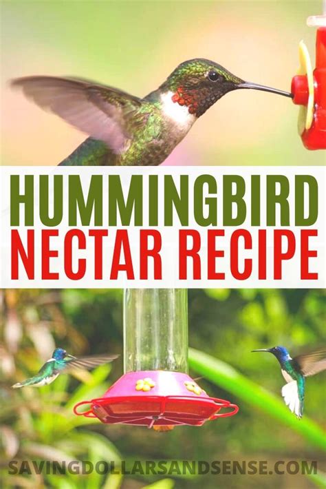 Diy This Easy Hummingbird Nectar Recipe Saving Dollars And Sense In 2020 Hummingbird Nectar