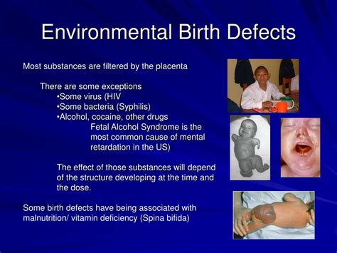 Ppt Human Pregnancy Powerpoint Presentation Free Download Id1774560