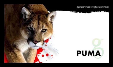 Puma Características Qué Come Hábitat Y Reproducción Pangea
