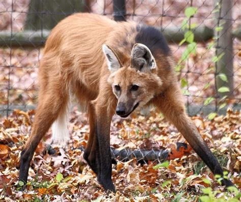 Provided to youtube by tunecore japanwolves standing towards enemies · camelliawolves standing towards enemies℗ 2020 camelliareleased on. Maned Wolf: The Existential Crisis of the Golden Dog That ...