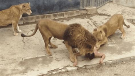 Two Lions Shot Dead After Suicidal Man Jumps In Pen Chile Zoo News