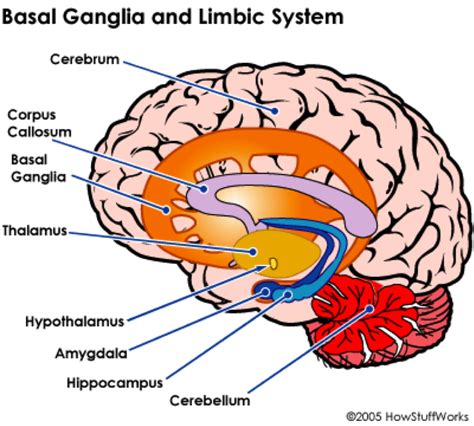 Basal Ganglia Limbic System