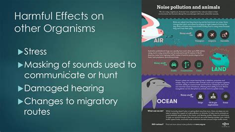 Noise Pollution Animals