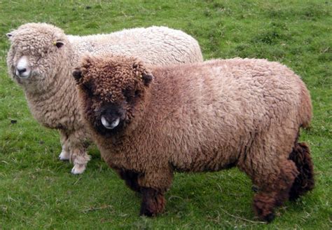 16 Of The Most Common British Sheep Breeds Youre Likely To See
