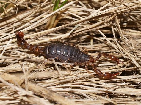 Wood Or Forest Scorpion The Australian Museum