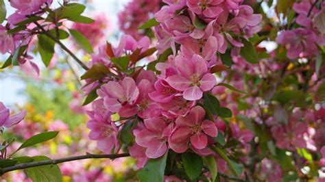 How To Grow Crabapple From Seed