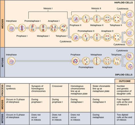 Mitosis And Meiosis Compare And Contrast Stages