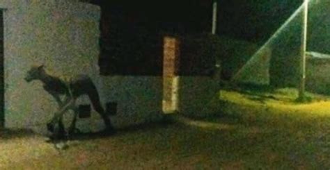 The merrimack associates building is a historic factory building at 25 locust avenue in haverhill, massachusetts. Half man-Half animal creature caught on camera in Argentina