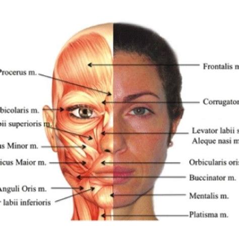 Human Face Anatomy Diagram Anatomy