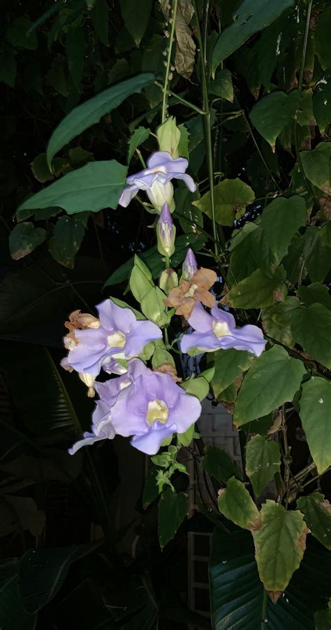 Vine With Purple Flowers Purple Flowers Flowering Vines Flowers