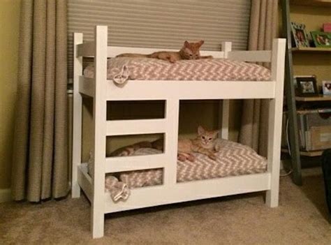 Pin By K M On Furry Babies Cat Bunk Beds Kittens Funny Bunk Beds