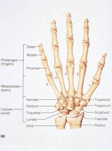 Anatomy at earth's lab is a free virtual human anatomy portal with detailed models of all human body that's why we have compiled an anatomy glossary which explains each topic in layman's based upon the position of it's major joints and component bones, the upper limb is split into shoulder. 8 best images about Hand Bones Anatomy on Pinterest ...