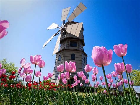 Dutch Windmill And Tulips Hd Wallpaper Pxfuel