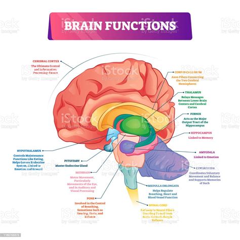 Brain Functions Vector Illustration Labeled Explanation Organ Parts