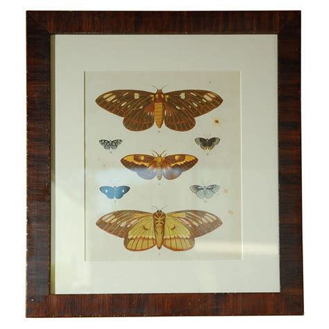 Antique Butterfly Prints Set Of Eight At 1stdibs