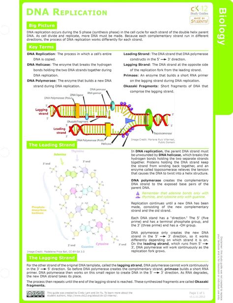 Dna structure and replication machinery. Dna Replication Worksheet Key