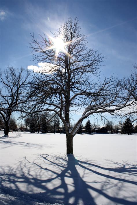 Sun Through Winter Tree Branches Picture Free Photograph Photos