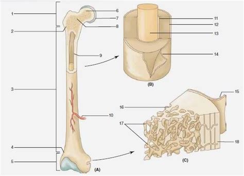 Long, short, flat, irregular and sesamoid. Label the parts of the long bone. | bartleby